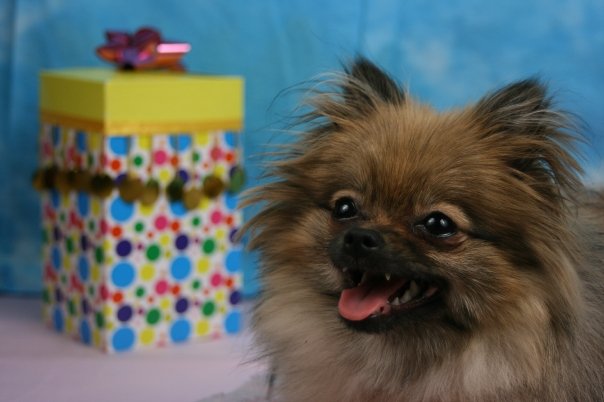 GRAIN FREE - Hopper's Hearts Biscuits